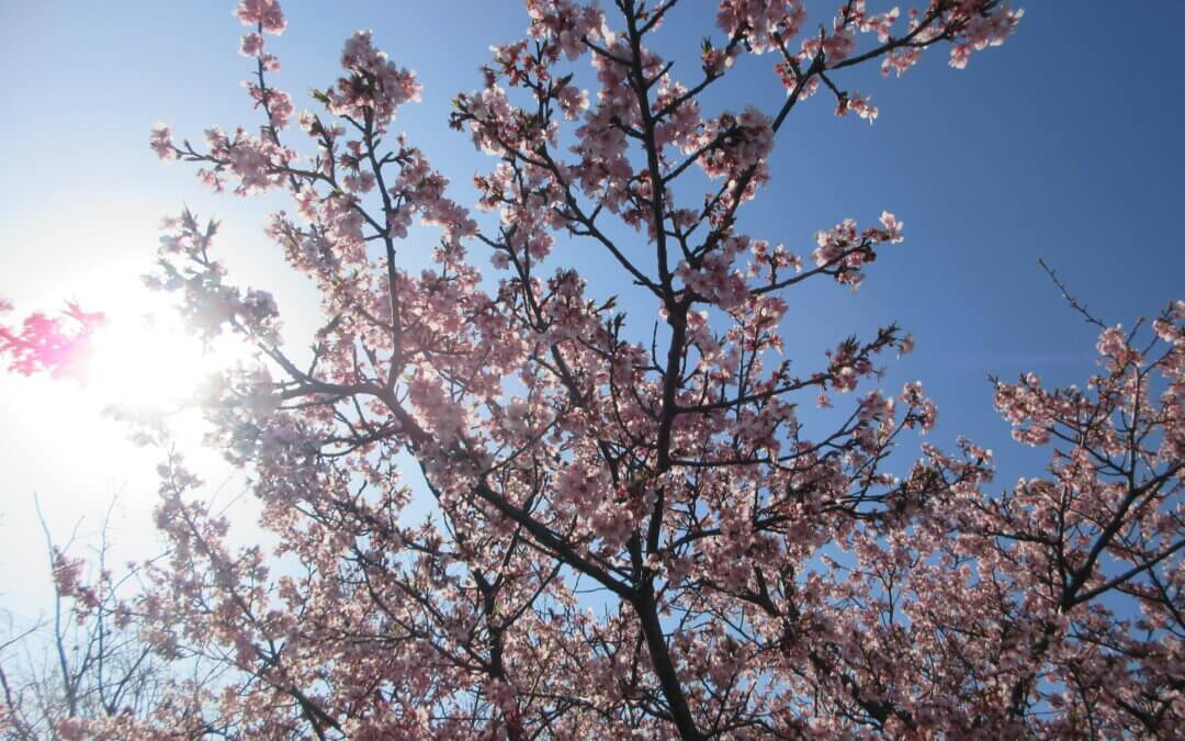 【DS】🌸お花見🌸