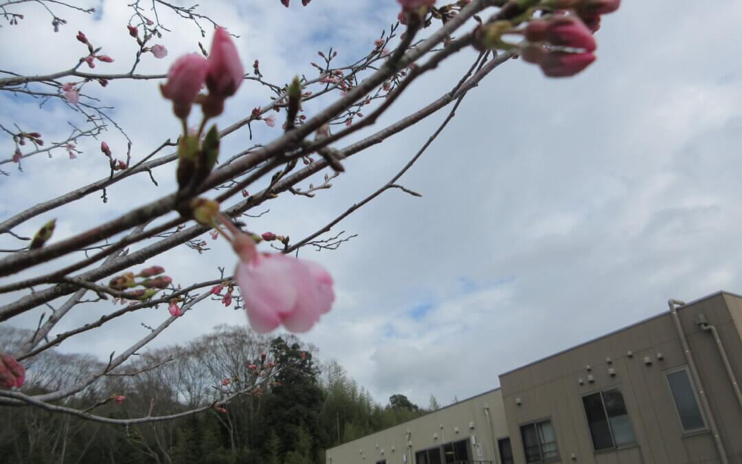 【DS】開🌸花　宣言