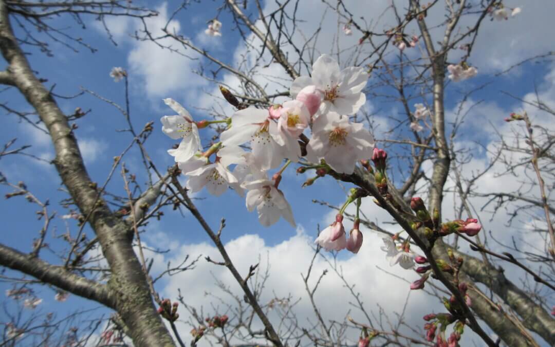 【DS】🌸お花見🌸ドライブ🚗